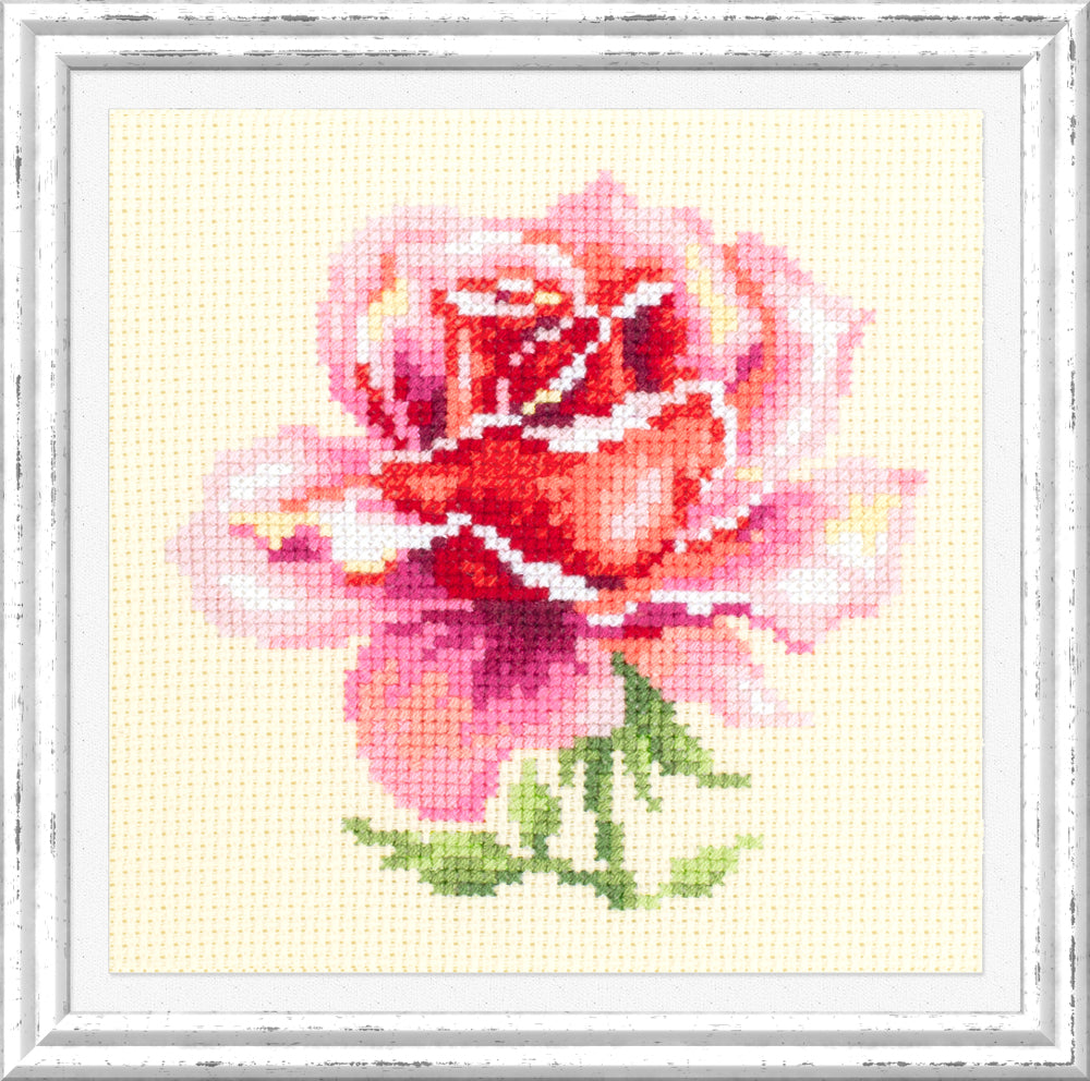 Pink Rose