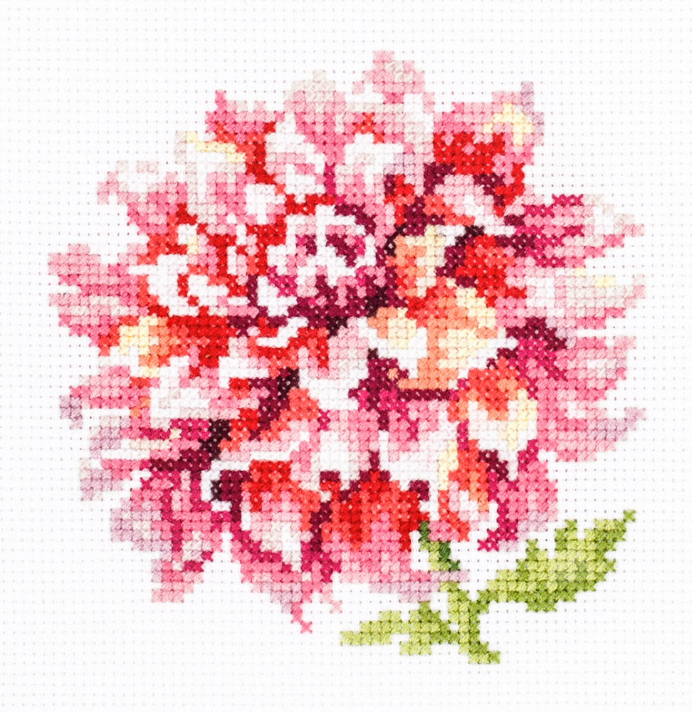 Dahlia