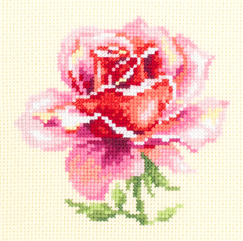 Pink Rose