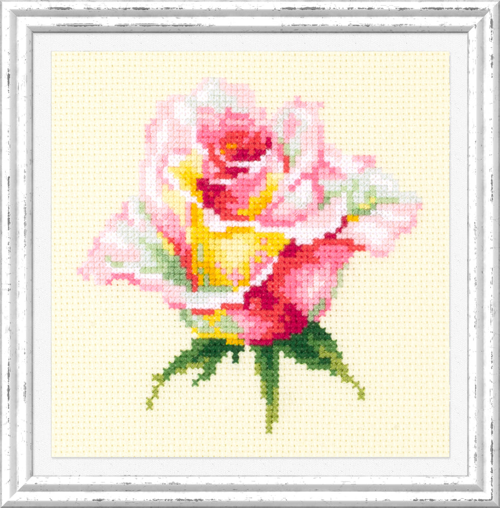 Blooming Rose
