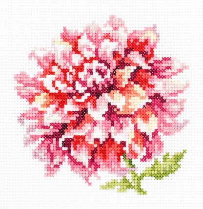 Dahlia