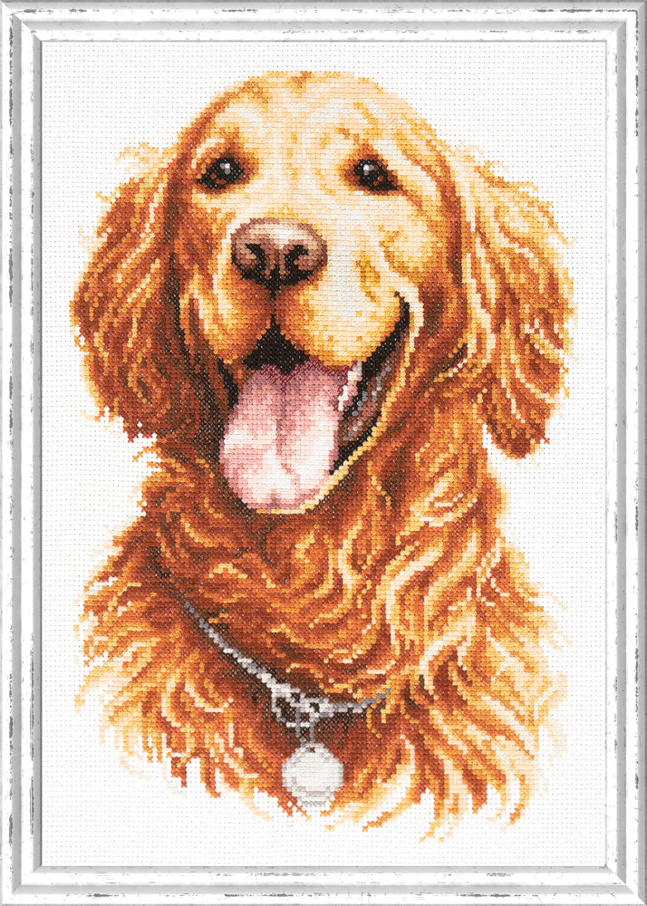 Golden Retriever
